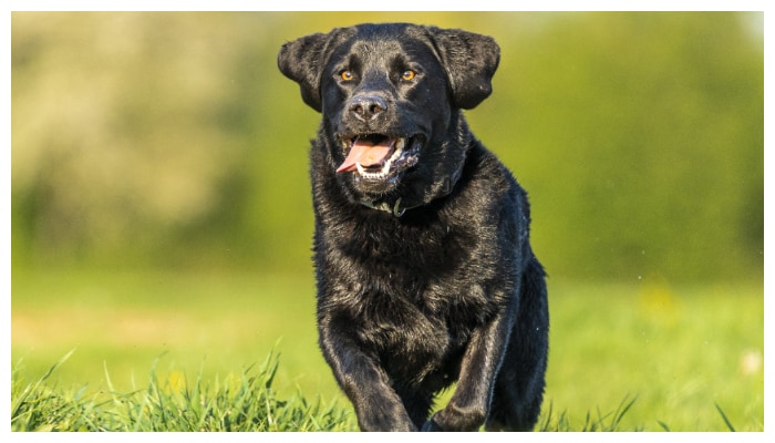 Do you have a Labrador Retriever at home Then these things are for you