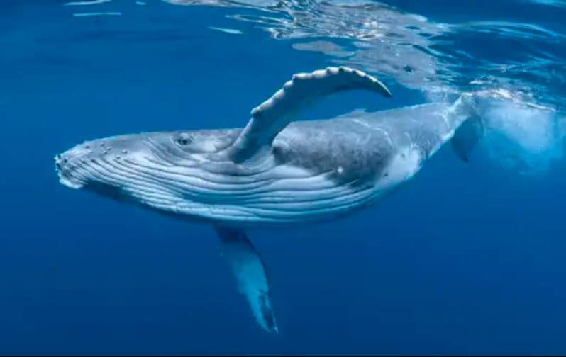 The Surprising Role of Whale Urine in Ocean Health