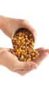 Roasted Chana Benefits: Weight Loss, Diabetes Control, Heart Health