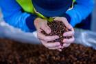 How climate change is making your coffee expensive? Trump's tariffs likely to further add to costs