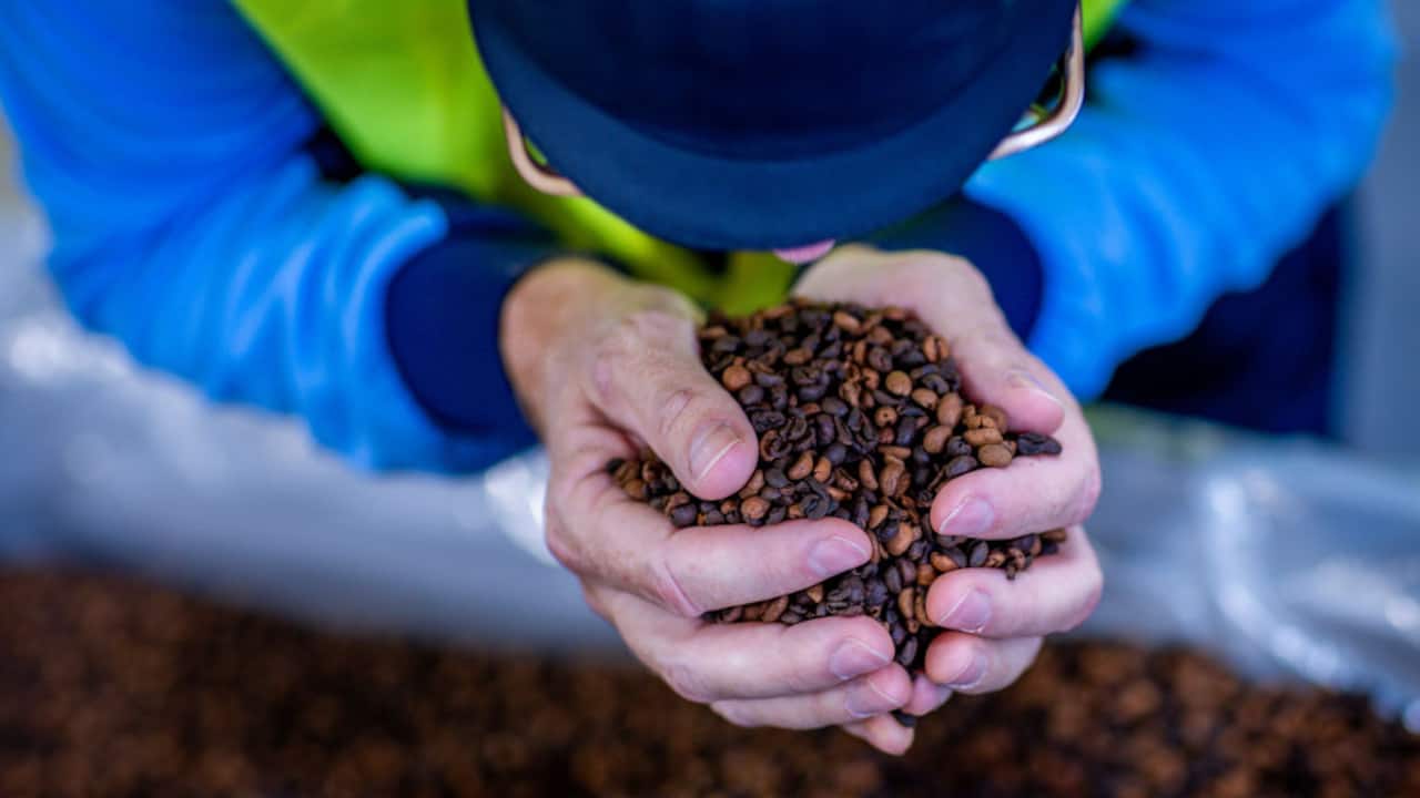 Coffee beans