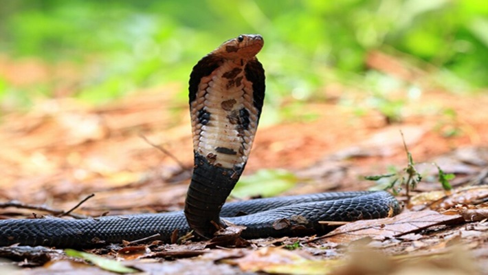Asianet Image Asianet Image