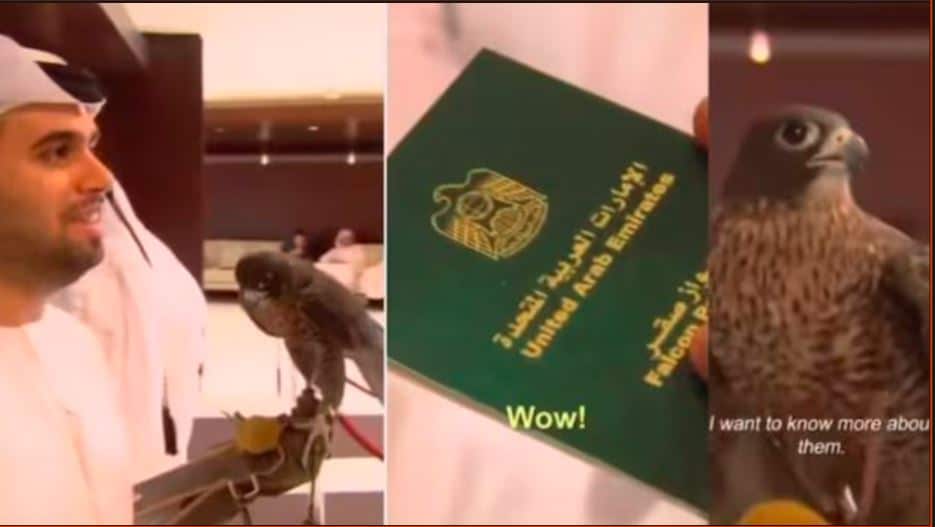 Falcons Luxury Lifestyle Traveling with a Passport