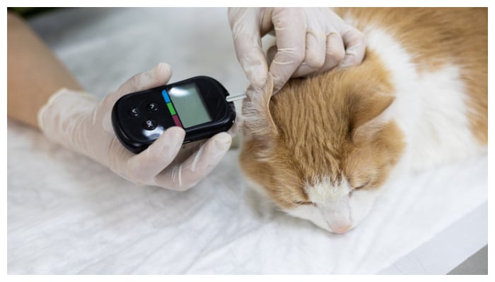 Many people dont know that cats can get diabetes Young woman shares experience