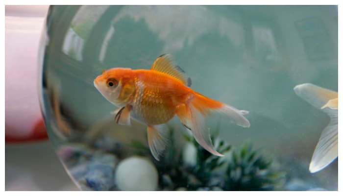 Planning to raise goldfish You should know these 8 things