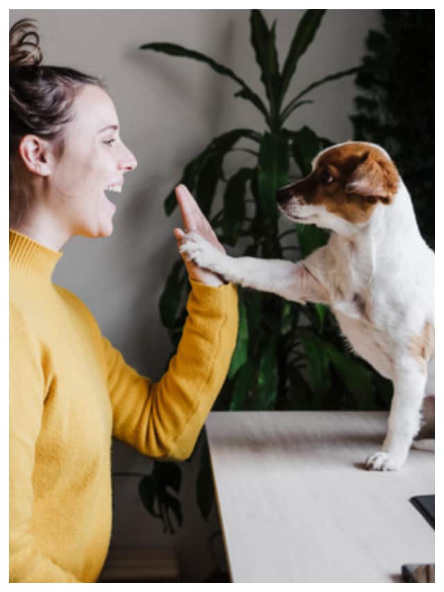 8 things to consider when raising animals