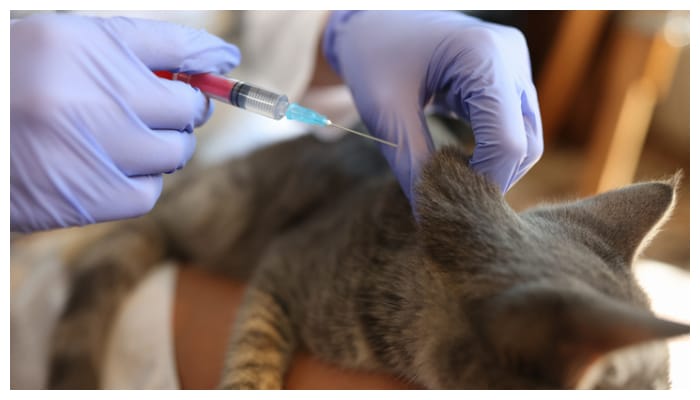 Pet cats also have rabies which can lead to death you should know these things