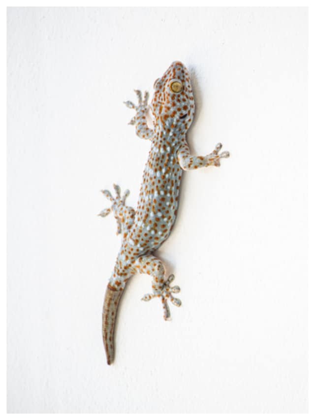Here are 7 tips to reduce lizard infestations