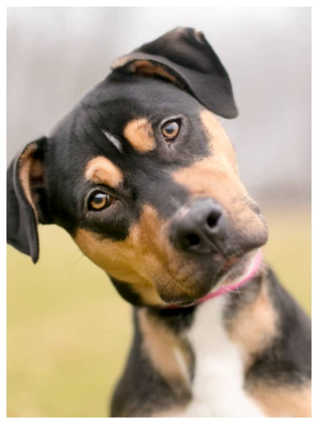 7 things to do immediately if you are bitten by a dog