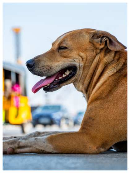 First Aid for Dog Bites: కుక్క కరిస్తే వెంటనే ఇలా చేయాలి