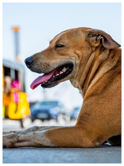 First Aid for Dog Bites: కుక్క కరిస్తే వెంటనే ఇలా చేయాలి