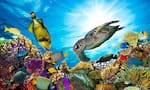5 Colorful Aquarium Fish for a Luxurious Home Vibe