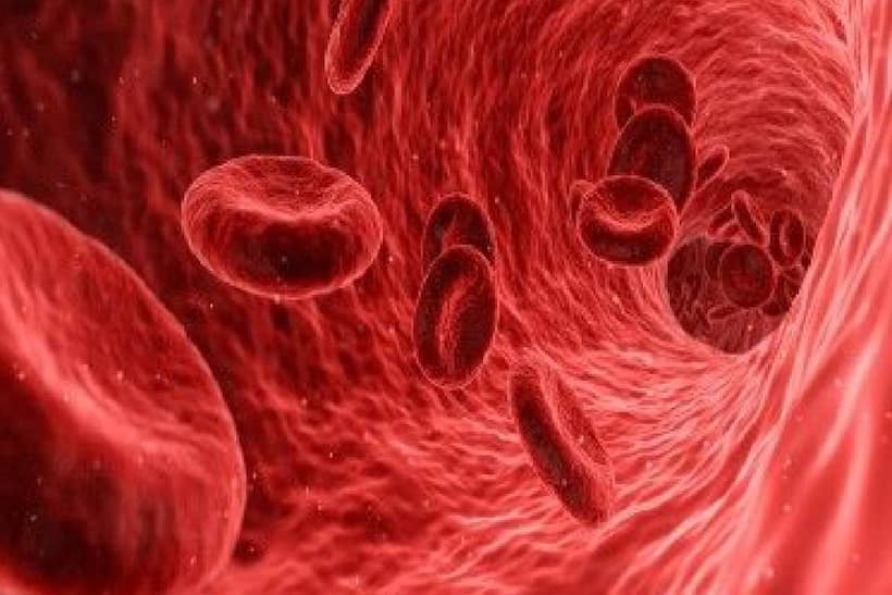 World Thalassemia day