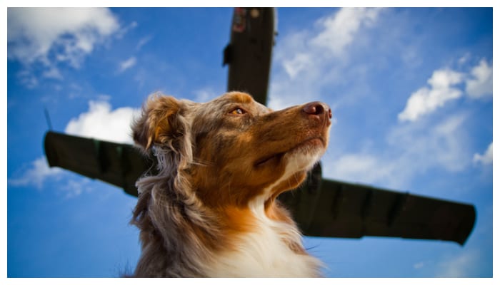 Pet Set Go Travel happily with pets Airlines to provide more facilities