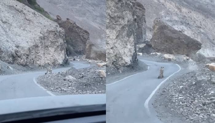 Travellers spot snow leopard in spiti valley 