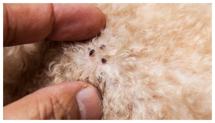 Easy ways to get rid of fleas in pets