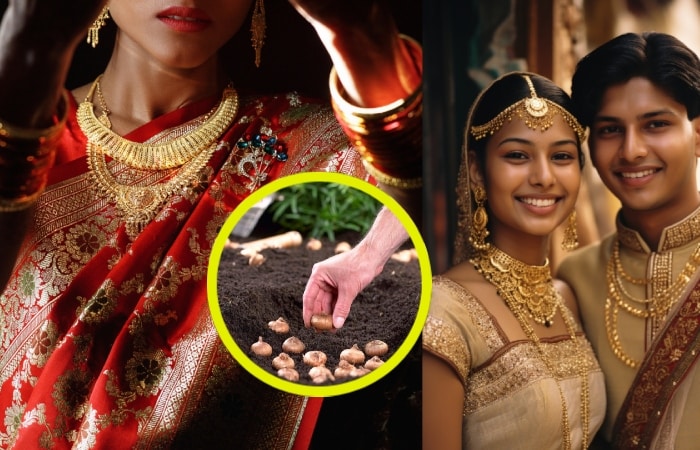 how to grow planting saffron at home in a simple way 