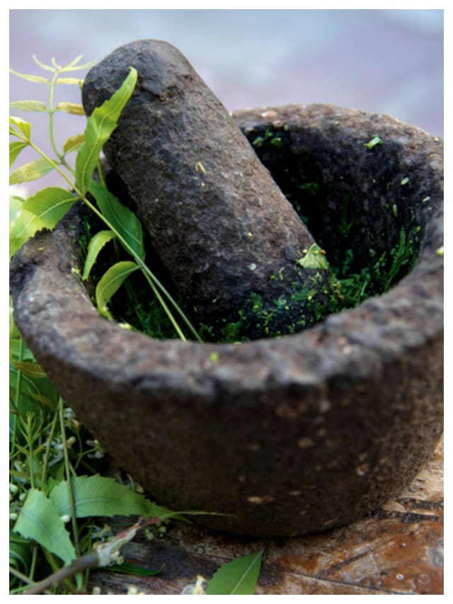  7 medicinal plants to grow in the vegetable garden