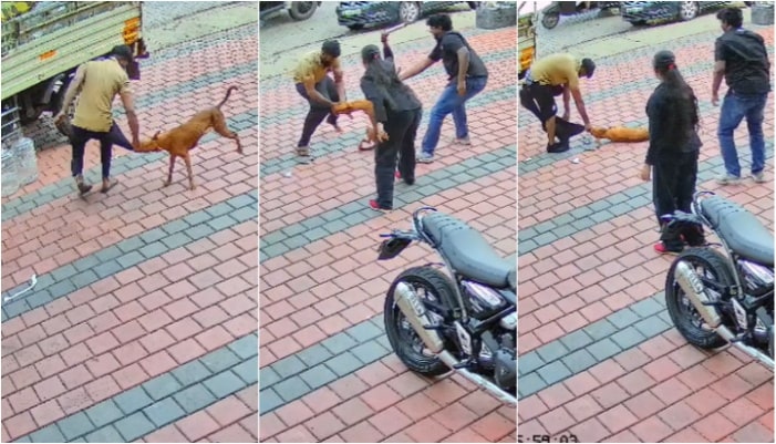 Stray dog attacked man while walking near a pick up truck and all attempts failed to get rid
