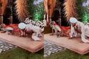 Viral Video: పెళ్లి వేదికపై జంట చేసిన పనికి అంతా షాక్.. 