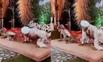 Bride and Groom Push-Up Challenge on Wedding Stage Viral Video