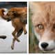 fox and dog attack at vadakar six people injured 