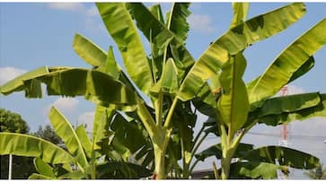 consumer forum orders compensation of 1 lakh for selling banana that not yield fruit consumer forum orders compensation of 1 lakh for selling banana that not yield fruit