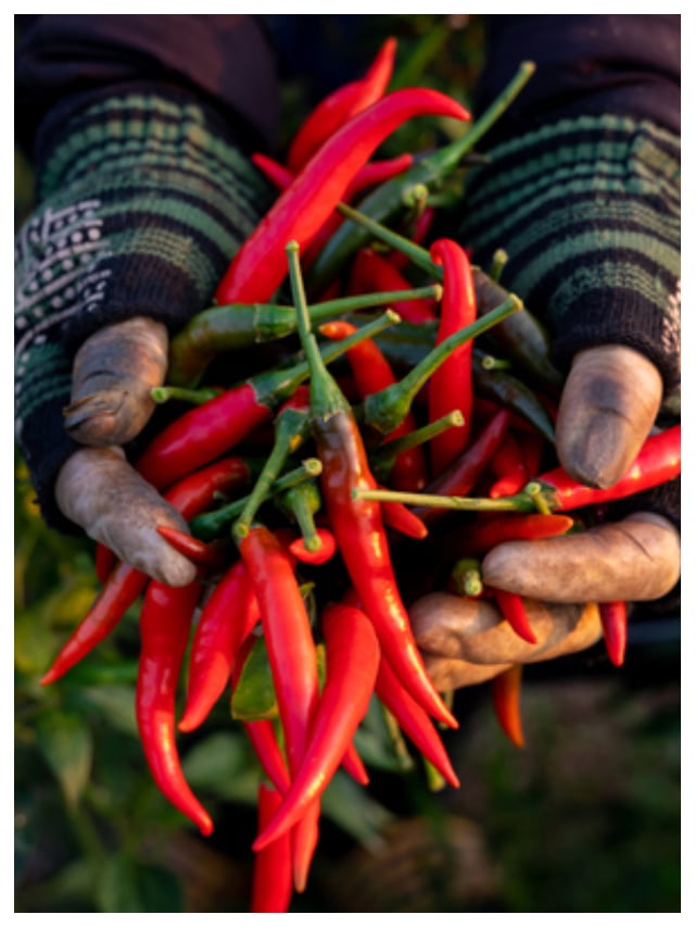 Here are 8 easy ways to grow green chilies at home