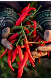 Here are 8 easy ways to grow green chilies at home