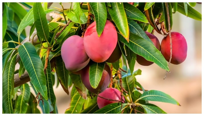 Miyasaki mango worth millions is a Japanese mango