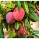 Miyasaki mango worth millions is a Japanese mango