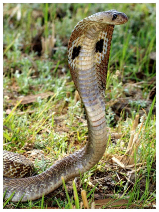Plants to Repel Snakes Naturally at Home  gow