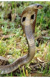 Plants to Repel Snakes Naturally at Home  gow