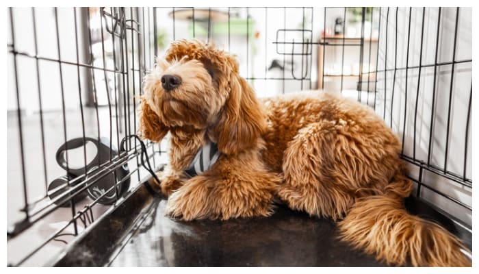 Things to keep in mind when preparing a kennel for your pet dog