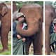 Elephants shield caretaker from Thunder and rain viral video 