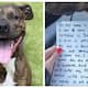 abandoned pit bull puppys emotional note goes viral