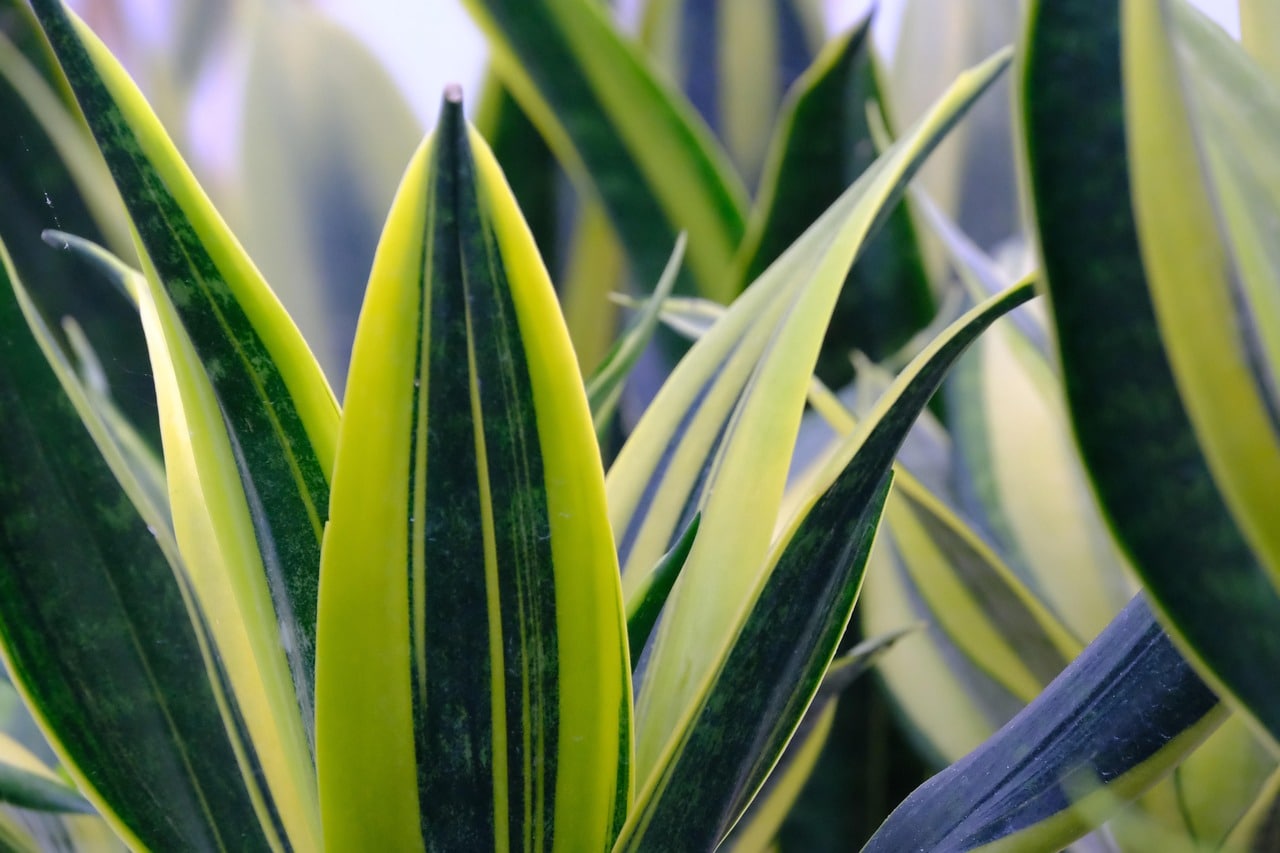 Avoid these 6 mistakes when planting plants