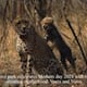 Kuno National Park shares video of cheetah moms and cubs video on mothers day 