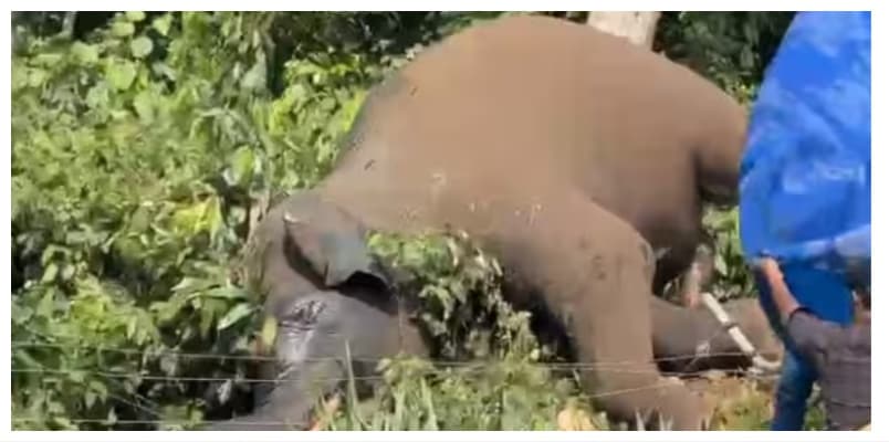 case against farmer on konni elephant death incident 