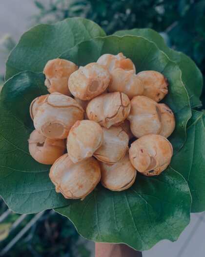 పోషకాలు