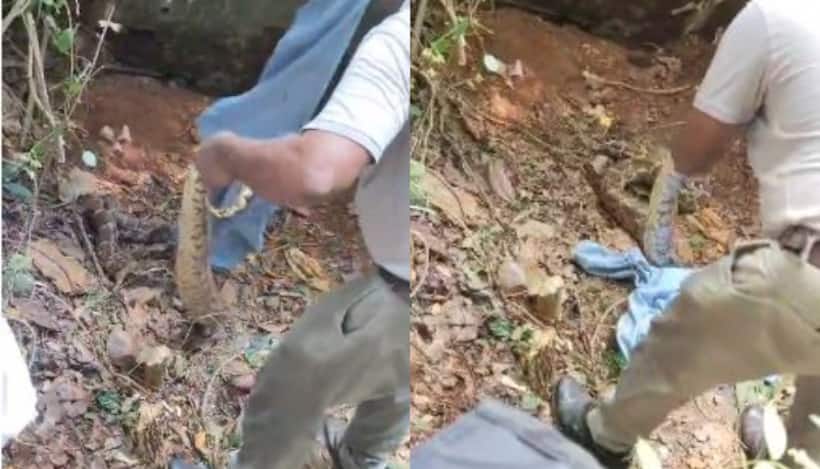 കുടുംബാരോഗ്യ കേന്ദ്രത്തിന്റെ പിന്നിൽ അസാധാരണ അനക്കം, കണ്ടെത്തിയത് വമ്പൻ മലമ്പാമ്പ്, വലയിലാക്കിയത് 4 മണിക്കൂറിൽ