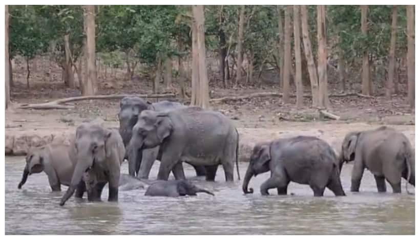 'ഈ സുരക്ഷ സ്വപ്നങ്ങളിൽ മാത്രം'; വെള്ളത്തിൽ കളിക്കുന്ന ആനക്കുട്ടിക്ക് ചുറ്റും കൊട്ട കെട്ടി ആനക്കൂട്ടം, വീഡിയോ 
