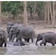 Video of a herd of elephants protecting a baby elephant playing in the water goes viral