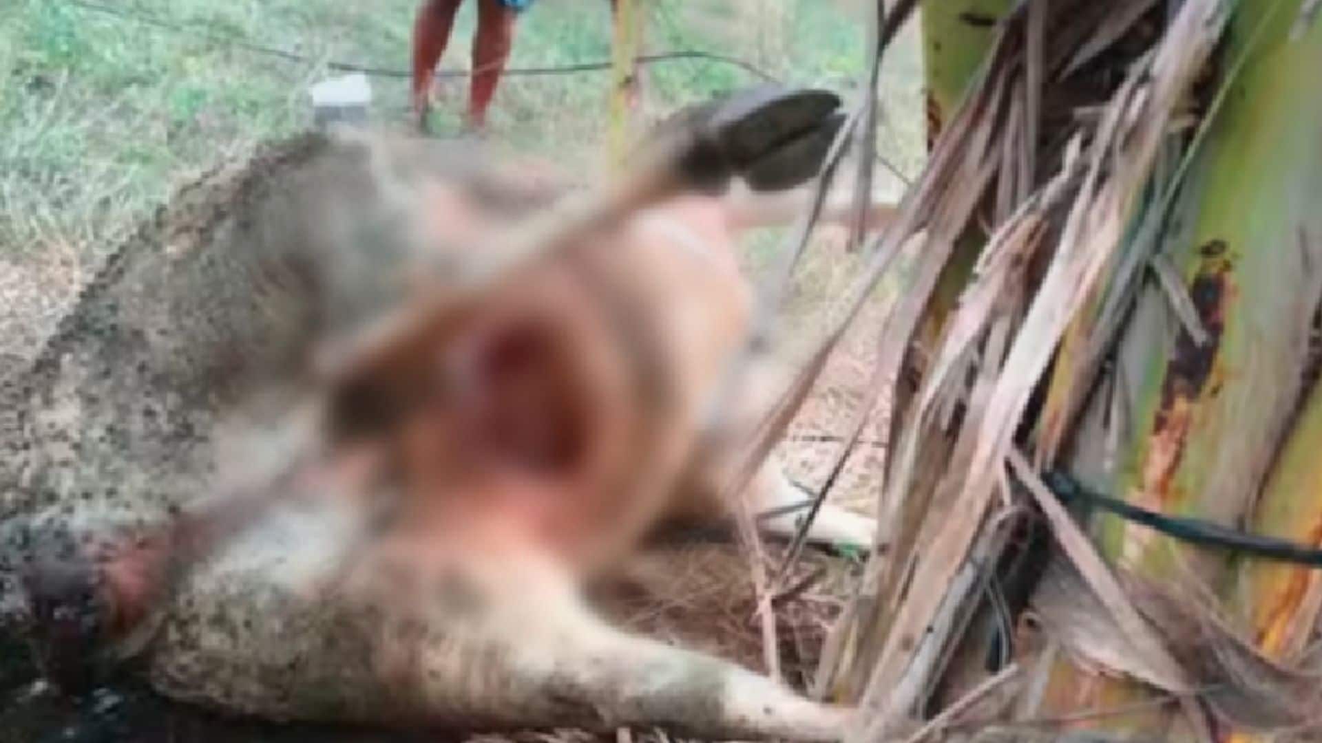 Miscreants cut off cow s udder Panic in Chaulahiriyur chikkamagaluru rav