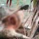 Miscreants cut off cow s udder Panic in Chaulahiriyur chikkamagaluru rav