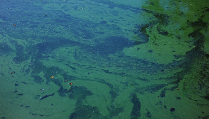 like a horror movie toxic algae bloom causes death of 200 species including sharks and octopus 13 May 2025
