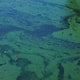 like a horror movie toxic algae bloom causes death of 200 species including sharks and octopus 13 May 2025