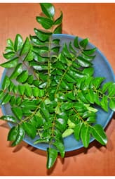 Curry leaves can also be used in these ways 6 ways