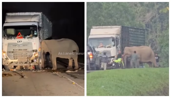 Mother Elephant in tears stands beside baby killed by truck video viral 