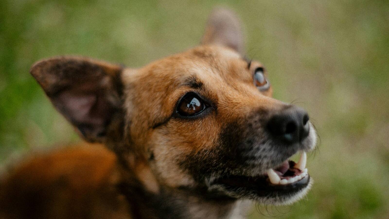 pet dog attack